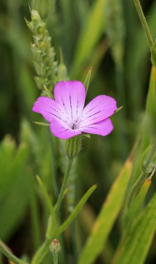 Zehirli ot Agrostemma githago mısır gevreği tarlasında yetişir.