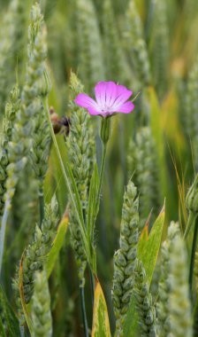 Zehirli ot Agrostemma githago mısır gevreği tarlasında yetişir.