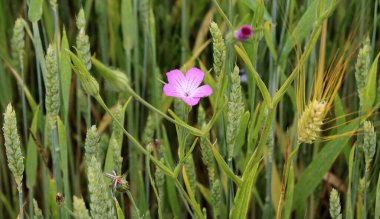 Zehirli ot Agrostemma githago mısır gevreği tarlasında yetişir.