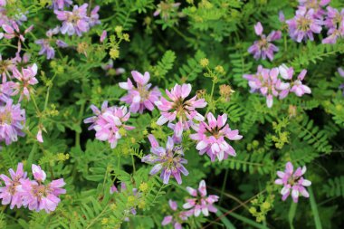 Doğada, Securigera varia yabani otlarda yetişir.