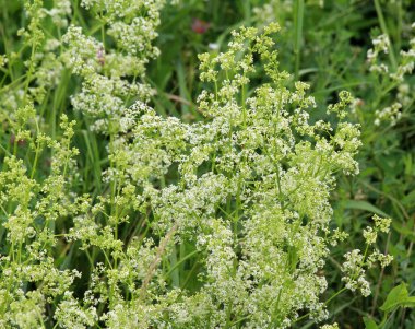 Galyum doğada bir çayırda yetişir.