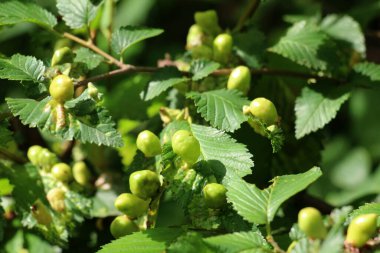 Yaprak biti tetraneura ulmi karaağaç yapraklarını parazit yapar.