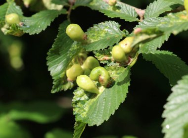 The aphid tetraneura ulmi parasitizes the leaves of the elm tree clipart