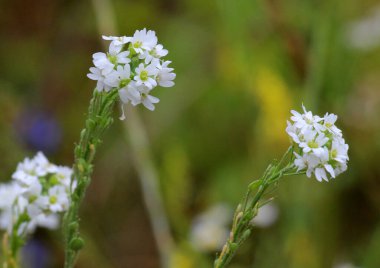 Berteroa incana yabani doğada yetişen bir ot gibi