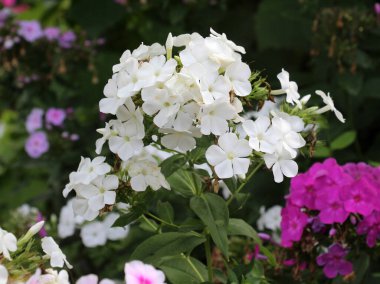 Yazın, bahçedeki çiçek tarlasında fenomenler açar.