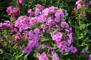 Yazın, bahçedeki çiçek tarlasında fenomenler açar.