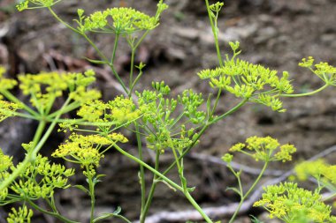 Doğada yetişen yaban havucu (Pastinaca sativa), yemek ve tıpta kullanılır..