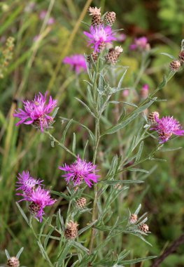 Çiçek çiçeği Centaurea jakea, yabani otların arasında bir çayırda çiçek açar.