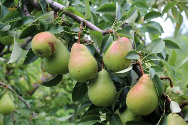 Meyve bahçesinde, armutlar ağaç dalında olgunlaşır..