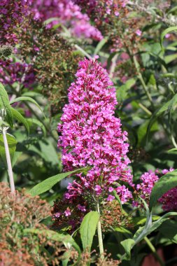 The buddleja davidii bush is blooming in the garden