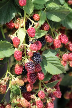 Çalı dalında böğürtlenleri olgunlaştır (Rubus fruticosus)