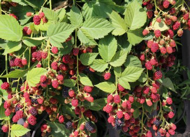 Çalı dalında böğürtlenleri olgunlaştır (Rubus fruticosus)