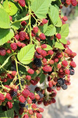 Çalı dalında böğürtlenleri olgunlaştır (Rubus fruticosus)