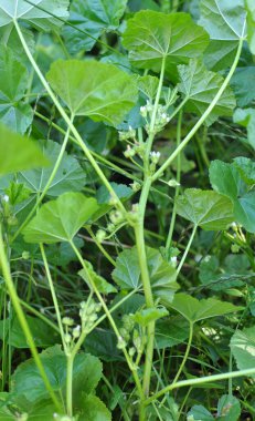 Mallow, Malva pusilla, Malva rotundifolia yazın doğada yetişir.