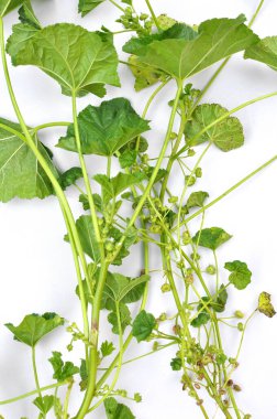 Mallow, Malva pusilla, Malva rotundifolia grows in the wild in summer