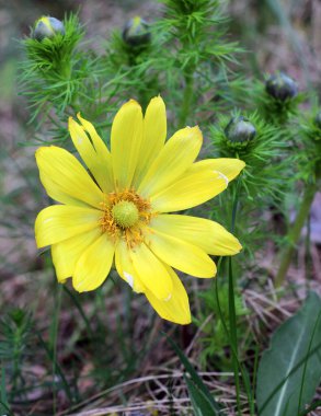 Adonis vernalis, dağlarda yetişir vahşi doğada.