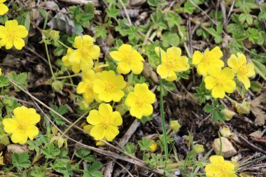 Potentilla incana, potentilla arenia baharda doğada yetişir.