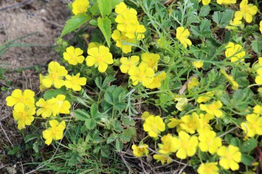 Potentilla incana, potentilla arenia baharda doğada yetişir.