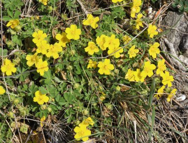 Potentilla incana, potentilla arenia baharda doğada yetişir.