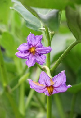 Açık arazide patlıcan çalısı açıyor.