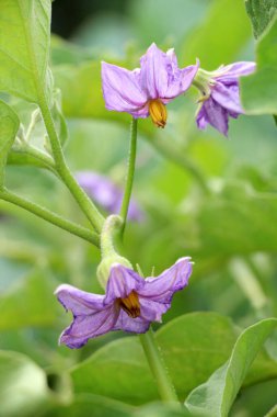 Açık arazide patlıcan çalısı açıyor.