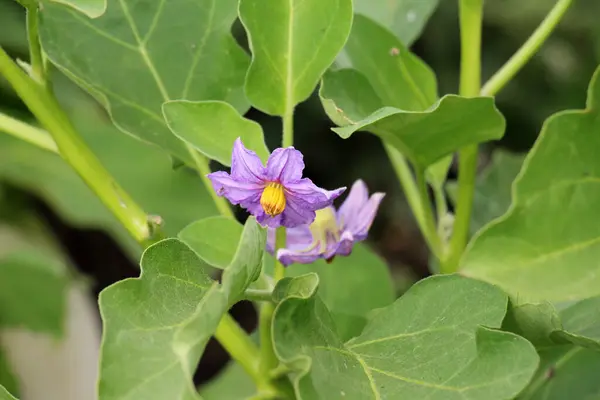 stock image An eggplant bush is blooming in open ground