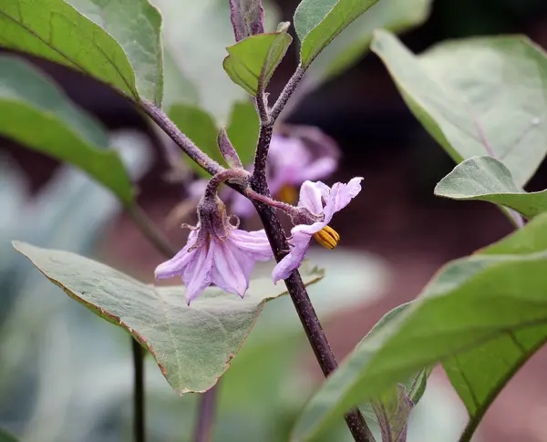 Stock image An eggplant bush is blooming in open ground