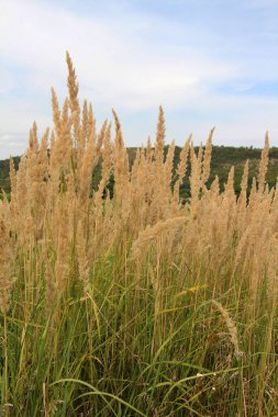 Calamagrostis epigejos grows in the wild among grasses. clipart