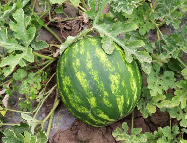 Tarlada, açık arazide olgun karpuzlar.