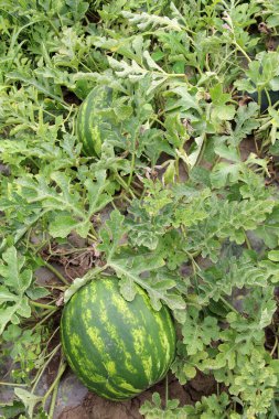Tarlada, açık arazide olgun karpuzlar.