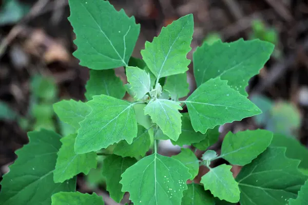 stock image White goosefoot (Chenopodium album) grows in wild natur