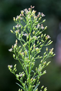 Erigeron kanadensis yazın doğada yetişir.