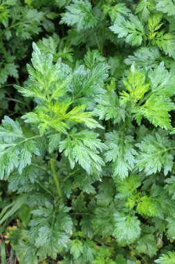 Wormwood (Artemisia vulgaris) doğada büyür.