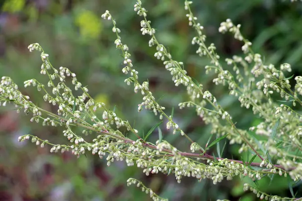 stock image Wormwood (Artemisia vulgaris) grows wild in nature