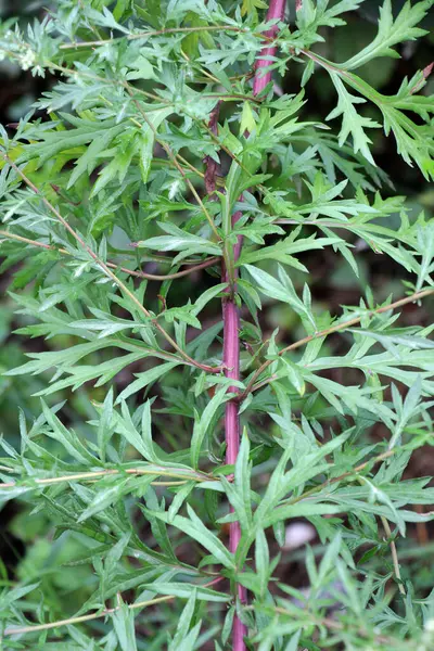 stock image Wormwood (Artemisia vulgaris) grows wild in nature