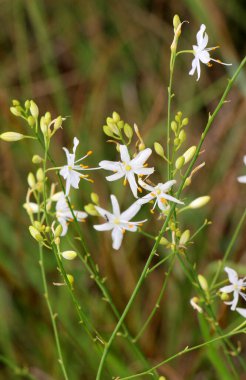 Anthericum ramosum yazın vahşi doğada açar.