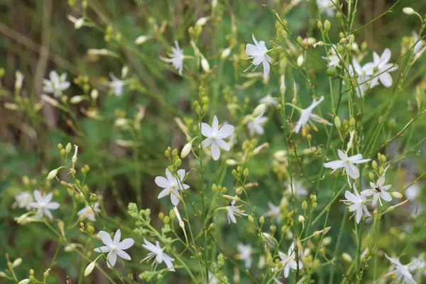 stock image Anthericum ramosum blooms in the wild in summer