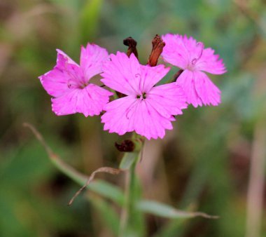 Karanfil (Dianthus carthusianorum) vahşi doğada çiçek açar