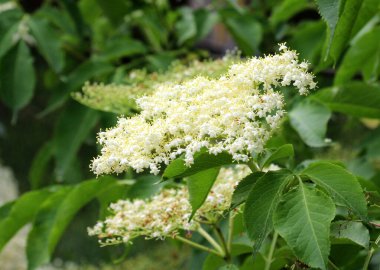 Siyah mürver (Sambucus nigra) baharda doğada çiçek açar