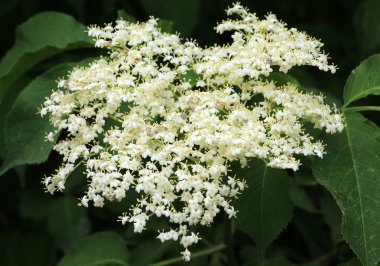 Siyah mürver (Sambucus nigra) baharda doğada çiçek açar