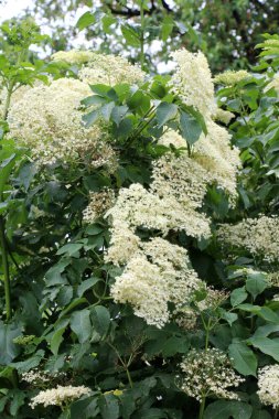 Siyah mürver (Sambucus nigra) baharda doğada çiçek açar