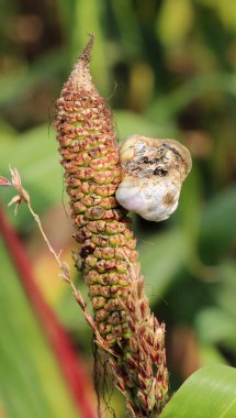 Sick corn plant affected by fungus Ustilago zeae Unger