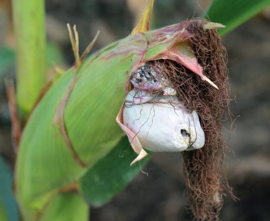 Sick corn plant affected by fungus Ustilago zeae Unger