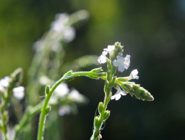 İlaç bitkisi Verbena officinalis vahşi doğada yetişir.