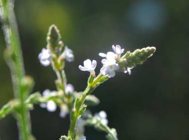 İlaç bitkisi Verbena officinalis vahşi doğada yetişir.