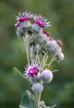 Burdock (Arctium) yazın doğada yetişir