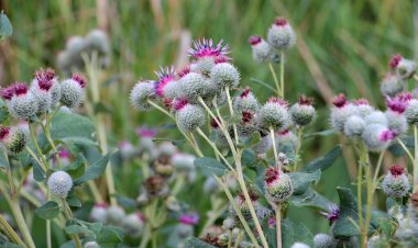 Burdock (Arctium) yazın doğada yetişir