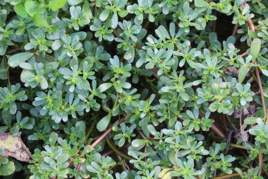 Doğada, toprakta, bir yabani ot gibi purslane yetişir (Portulaca oleracea)