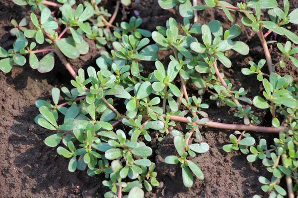 stock image In nature, in the soil, like a weed grows purslane (Portulaca oleracea)