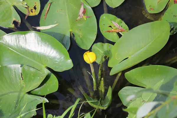 stock image The aquatic plant Nuphar lutea grows in a pond with a slow current